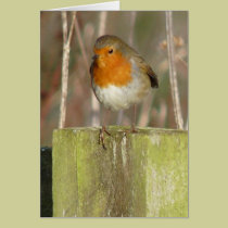 "European Robin-Bird Northumberland England" cards
