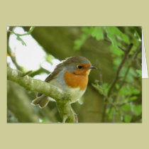 "European Robin-Bird Northumberland England" cards