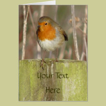 "European Robin-Bird Northumberland England" cards