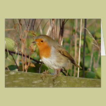 "European Robin-Bird Northumberland England" cards
