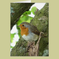 "European Robin-Bird Northumberland England" cards