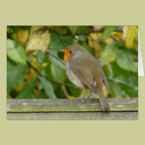 "European Robin-Bird Northumberland England" cards