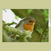 "European Robin-Bird Northumberland England" cards