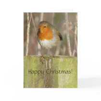 European Robin Christmas Card
