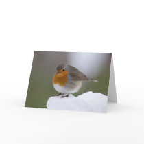 European Robin in snow cards cards