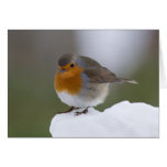 European Robin in snow cards