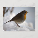 European Robin in snow postcard