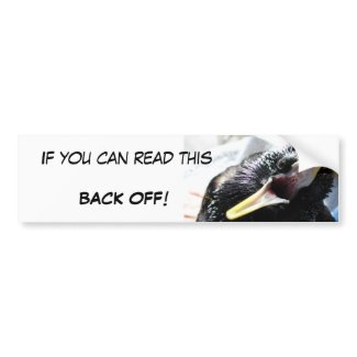 European starling bumper sticker bumpersticker