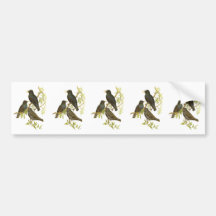 European Starling Bumper Stickers