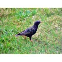 European Starling photo sculptures