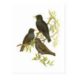 European Starling Postcards