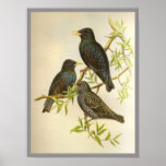 European Starling Posters