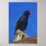 European Starling Singing Bird Art Poster