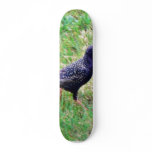 European Starling Custom Skate Board