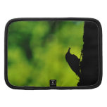 European treecreeper folio planners
