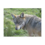 European Wolf Postcards
