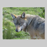 European Wolf postcards