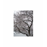 Eve Blues (Lyrics) Eve Blues (Lyrics)