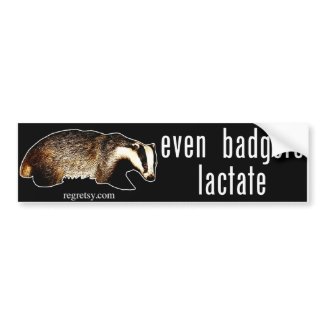 Even Badgers Lactate bumpersticker