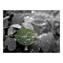 Even The Leaves Are Crying posters