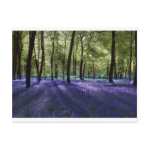 Evening Bluebells Postcards