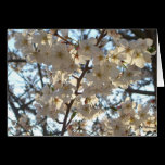 Evening Cherry Blossoms I Card
