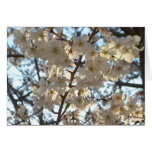 Evening Cherry Blossoms I Card
