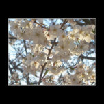 Evening Cherry Blossoms I Postcard