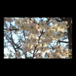 Evening Cherry Blossoms I Print