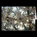 Evening Cherry Blossoms II Card