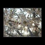 Evening Cherry Blossoms II Postcard