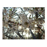 Evening Cherry Blossoms II Postcard