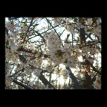 Evening Cherry Blossoms II Print
