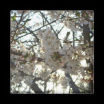 Evening Cherry Blossoms Magnet