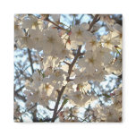 Evening Cherry Blossoms Magnet