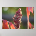 Evening glow posters