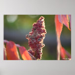 Evening glow poster