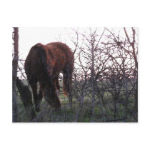 Evening Grazing postcards by SuanSKatra Evening Grazing postcards