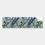 Evening Grosbeak Bumper Stickers
