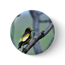 Evening Grosbeak Pin