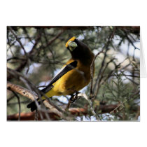 Evening Grosbeak Card