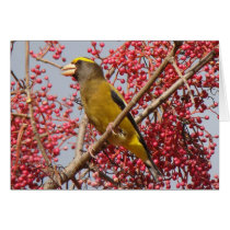 Evening Grosbeak Card