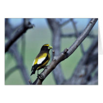 Evening Grosbeak Card