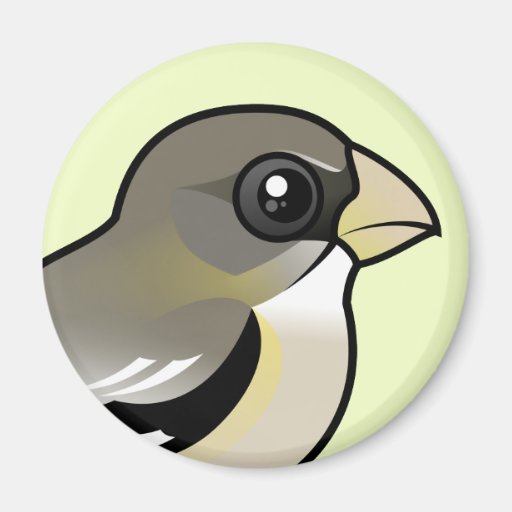 Evening Grosbeak (f) Fridge Magnet