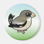 Evening Grosbeak (f) Fridge Magnets