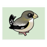 Evening Grosbeak (f) Post Cards