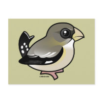 Evening Grosbeak (f) Post Cards