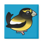 Evening Grosbeak male Square Magnet