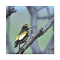 Evening Grosbeak Fridge Magnets