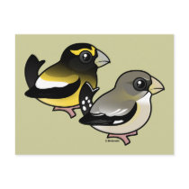 Evening Grosbeak pair Post Cards